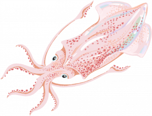 Squid