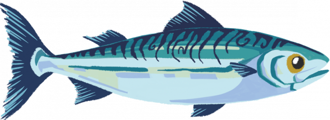 Mackerel