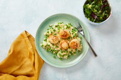 Scallops with Pea Risotto